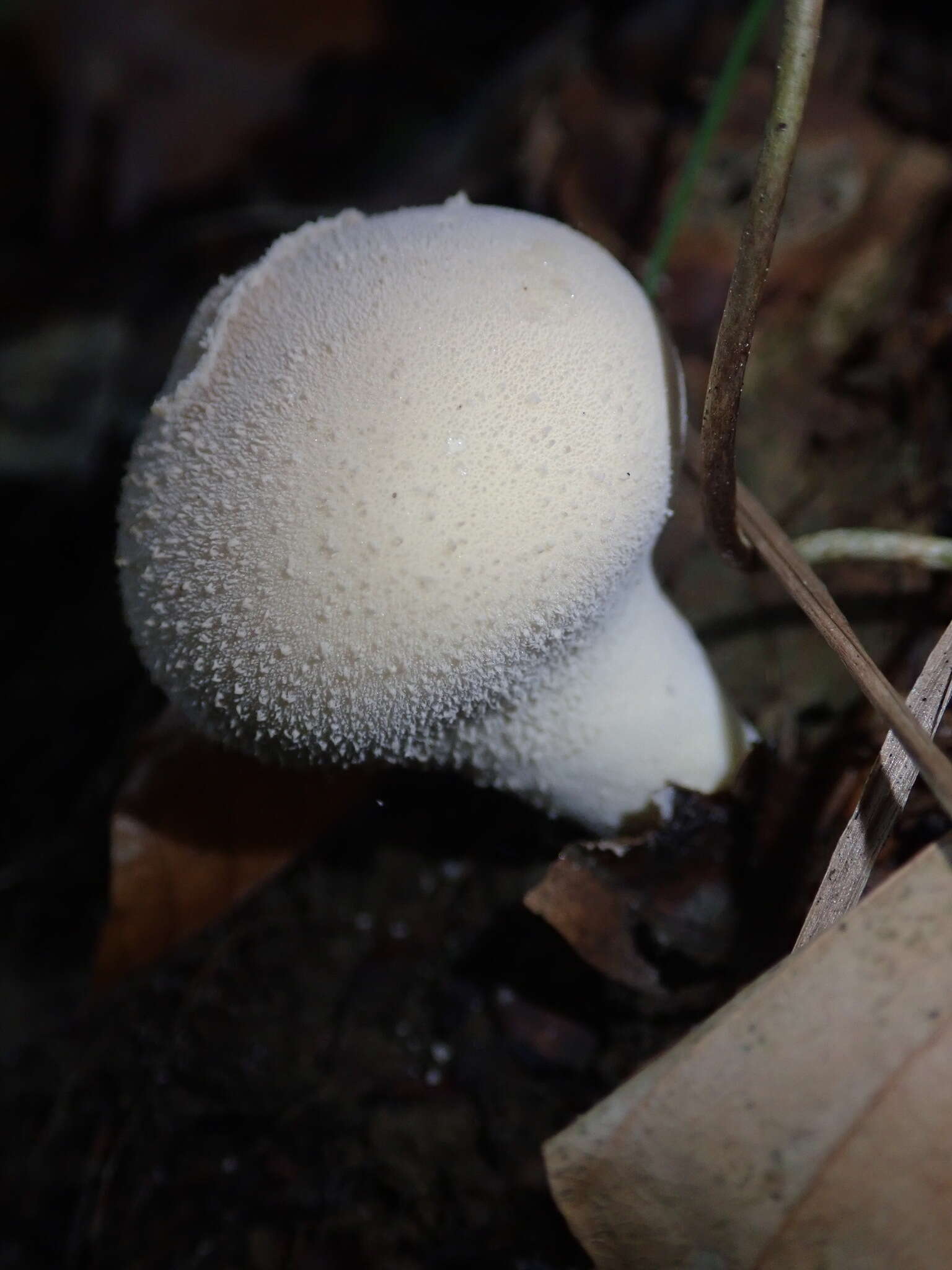 Imagem de Lycoperdon perlatum Pers. 1796