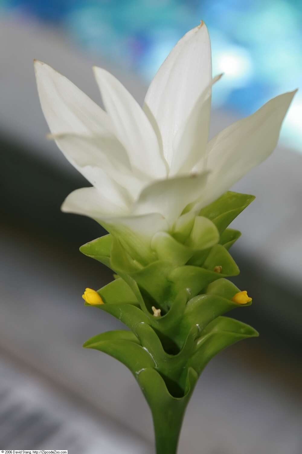 Imagem de Curcuma myanmarensis (W. J. Kress)