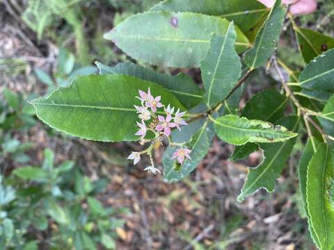 Image of Ceratopetalum apetalum D. Don