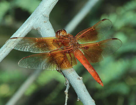 Image of Flame Skimmer