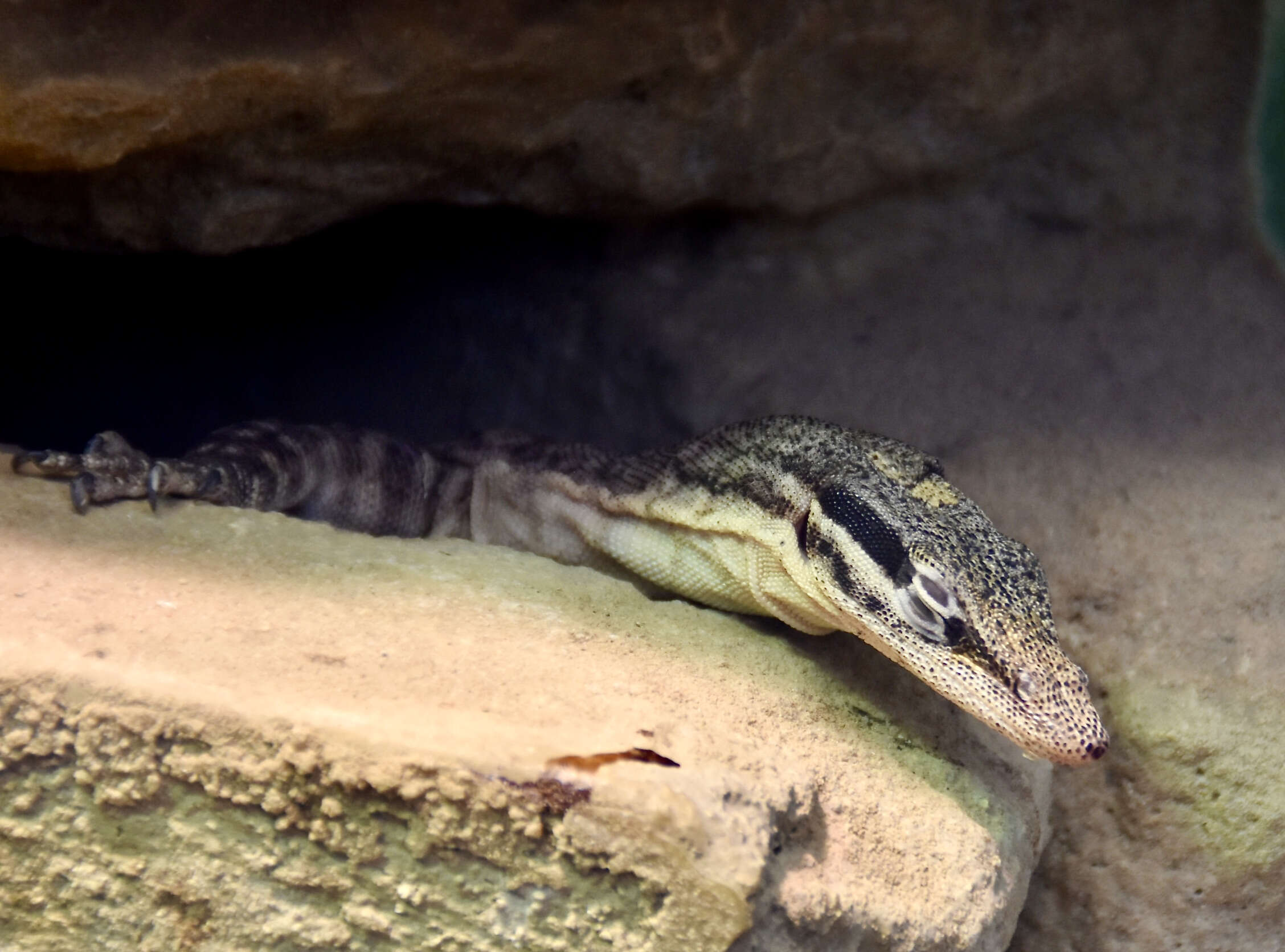 Image of Glauert's Monitor