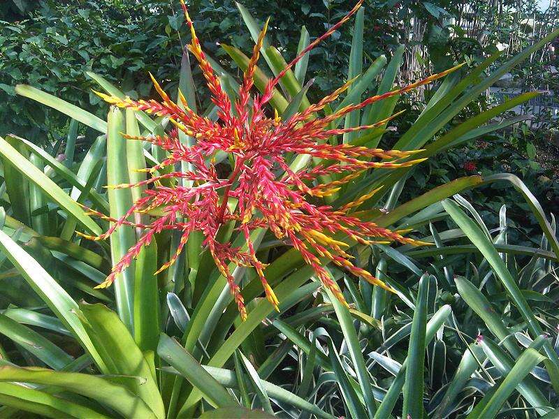 Image of Bromeliad