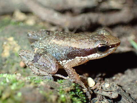 Image of Allobatinae Grant, Frost, Caldwell, Gagliardo, Haddad, Kok, Means, Noonan, Schargel & Wheeler 2006