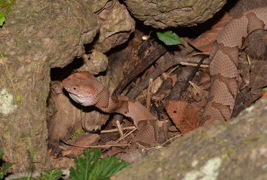 Image of Copperhead