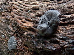 Image of Black Witches' Butter