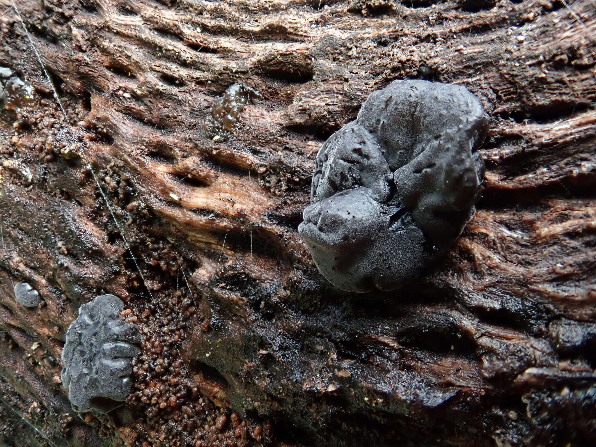 Image of Black Witches' Butter