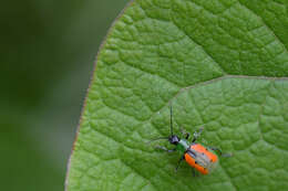 Image of Spotted Cucumber Beetle