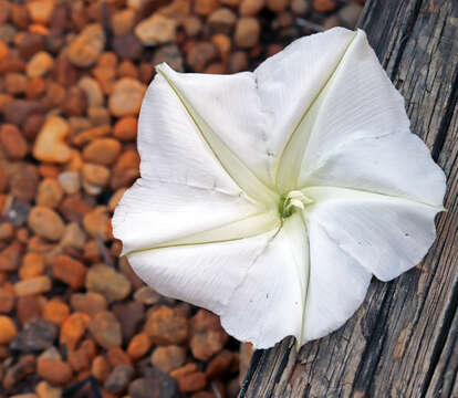 Image of Moonflower or moon vine