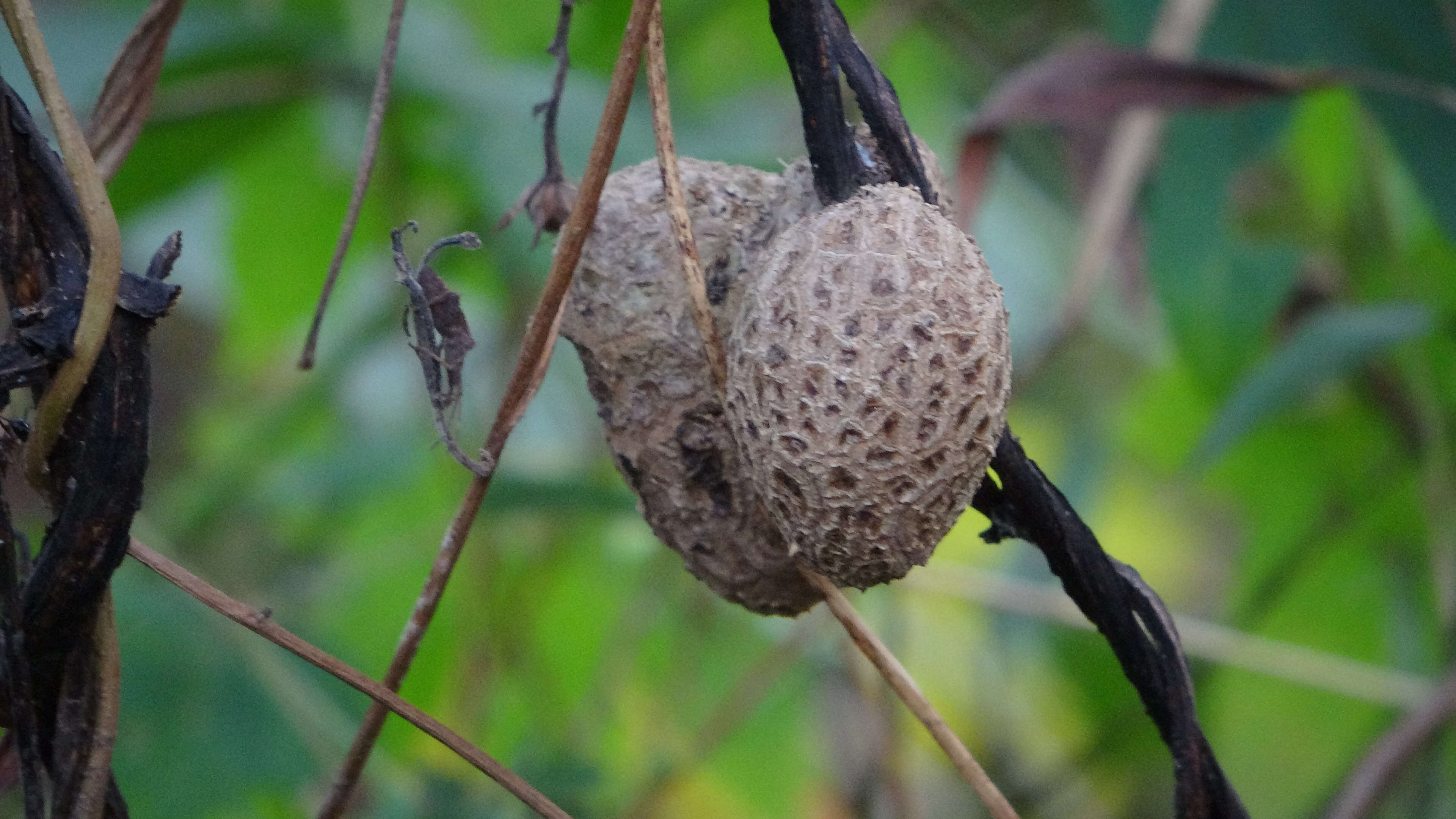 Image of air yam