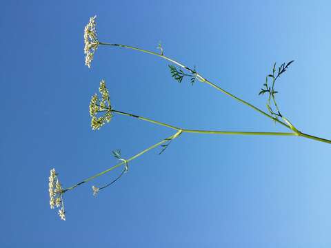 Image of Peucedanum palustre