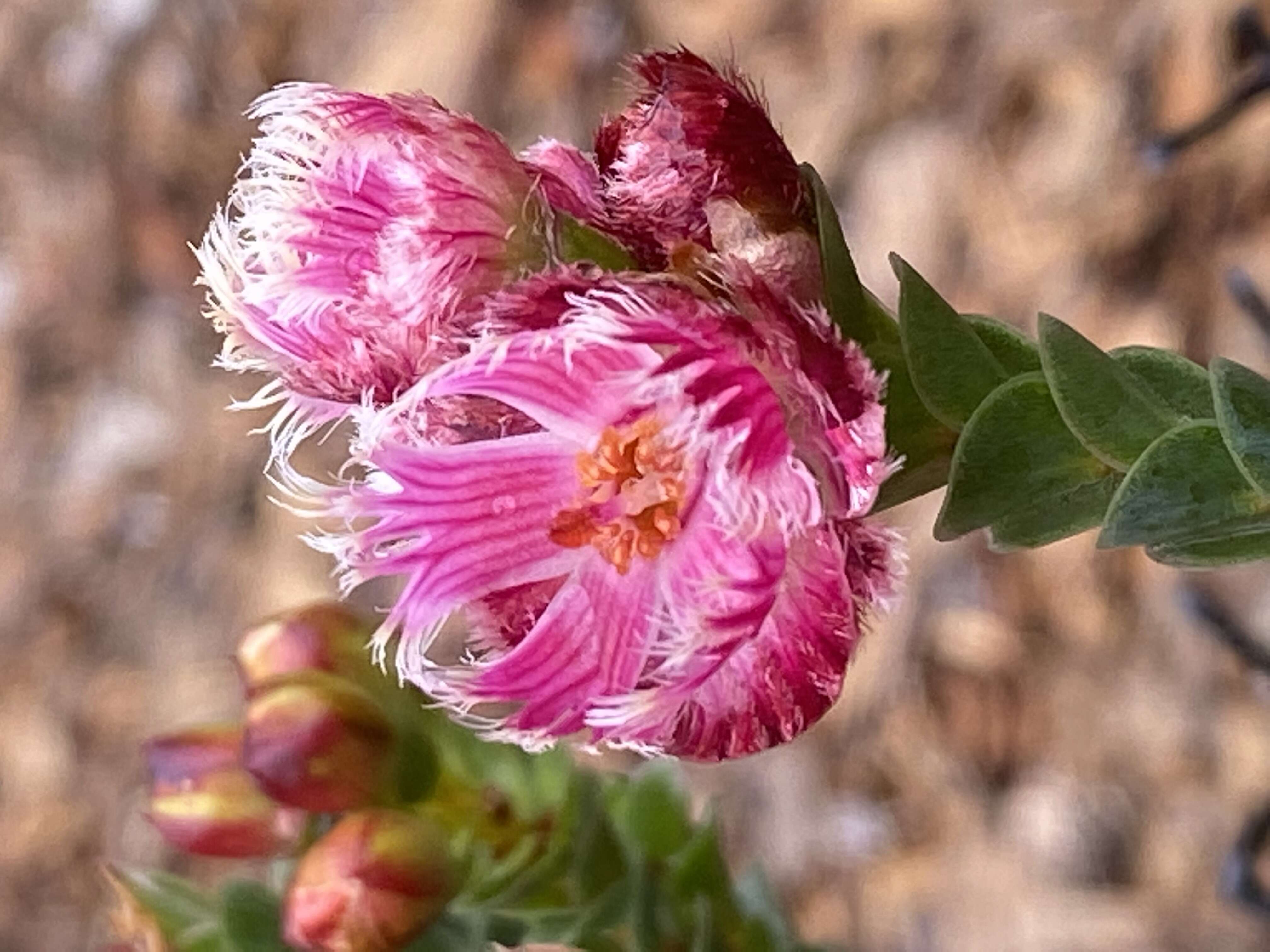 Image of Verticordia ovalifolia Meissn.