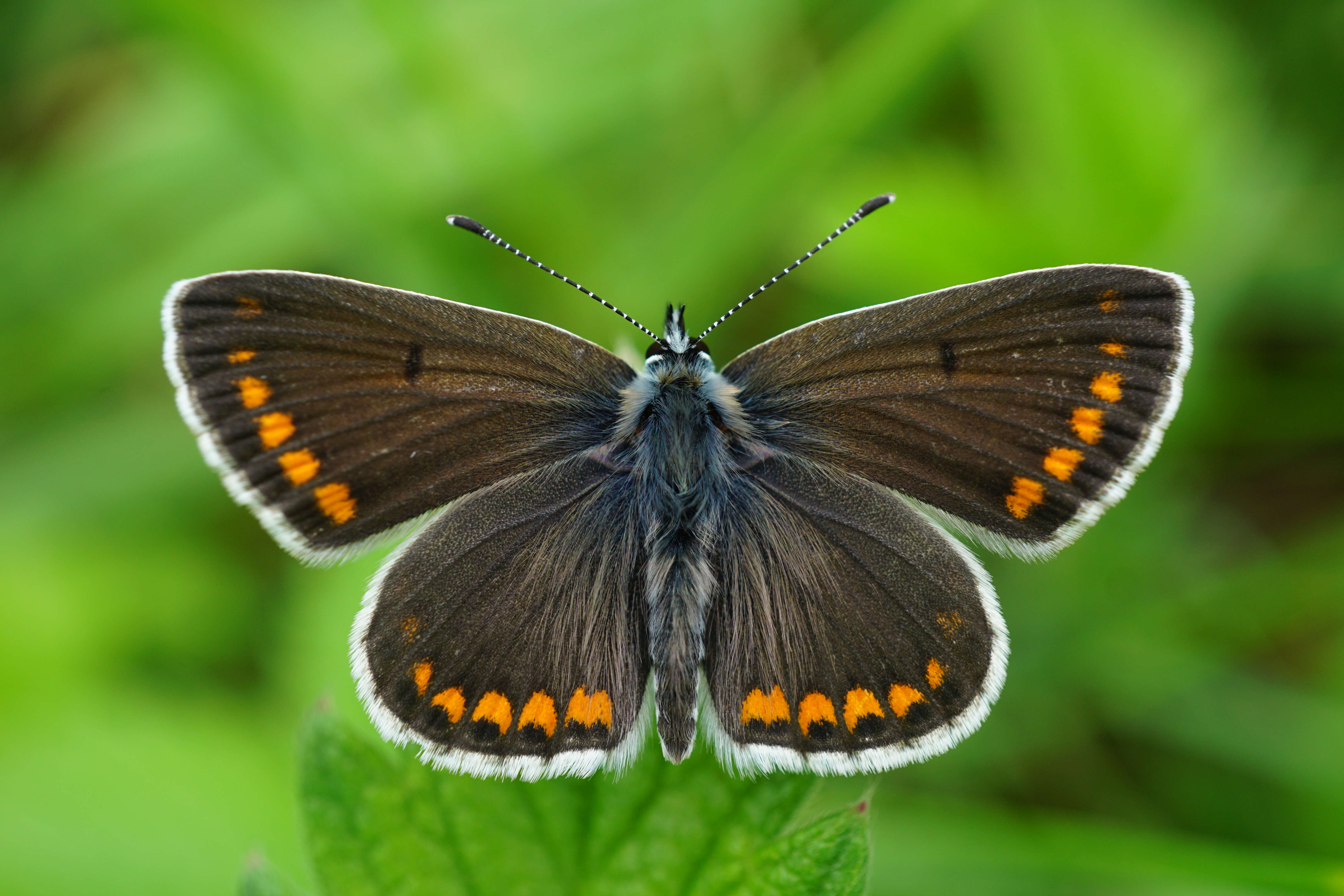 Image of brown argus