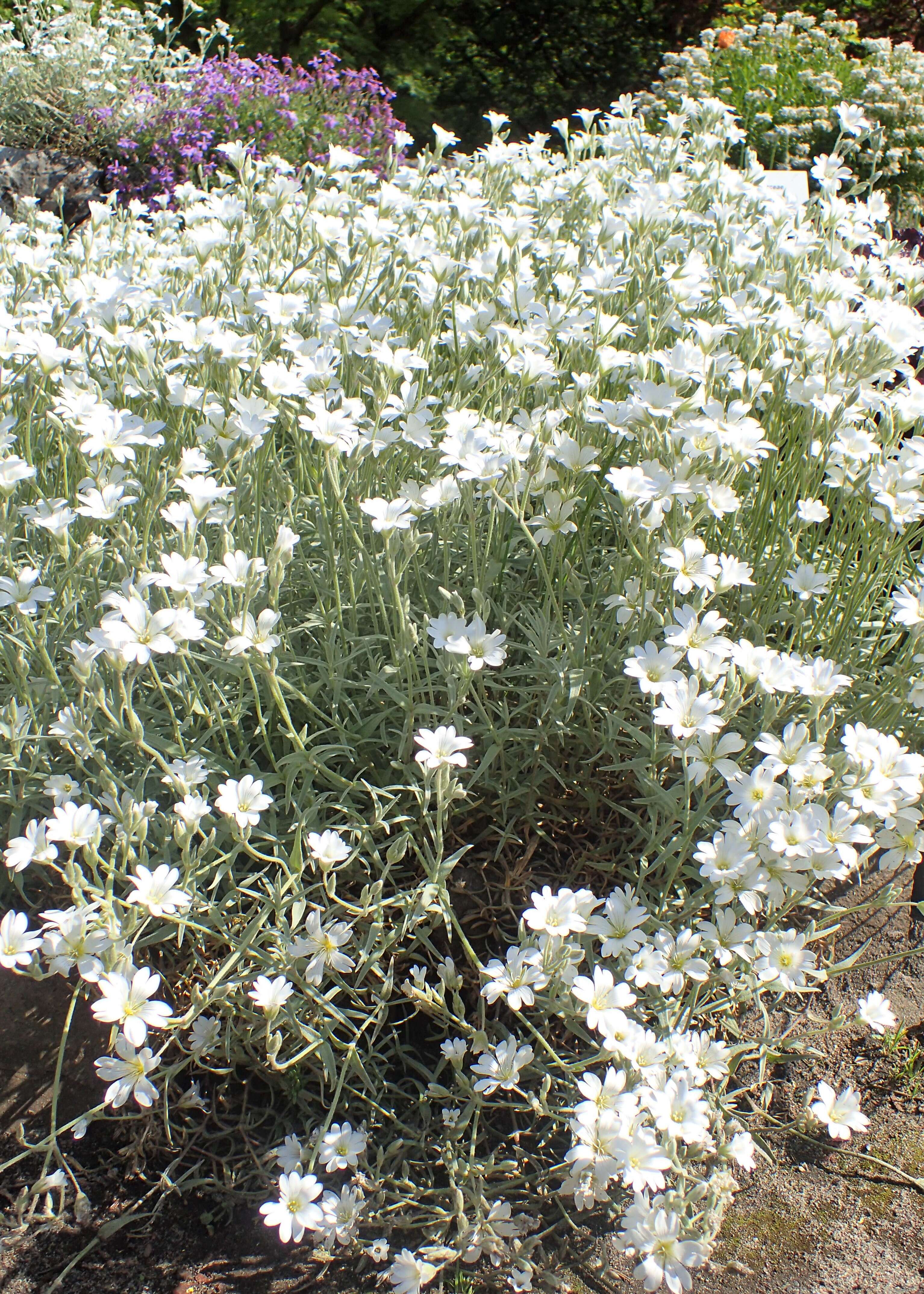 Imagem de Cerastium biebersteinii DC.