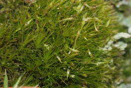 Image of campylopus moss