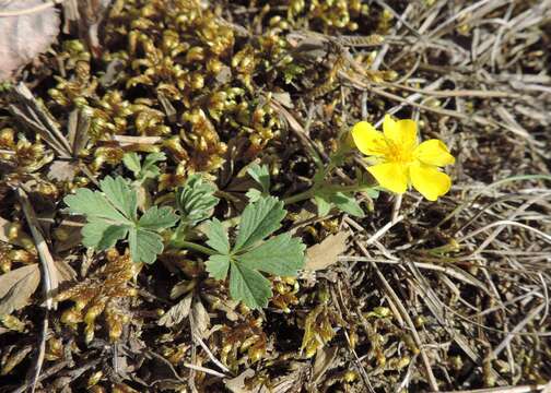 Image of Potentilla incana Gaertn. Mey. & Scherb.