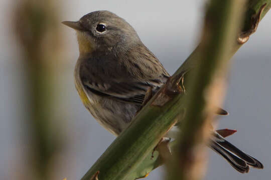 Imagem de Setophaga auduboni (Townsend & JK 1837)