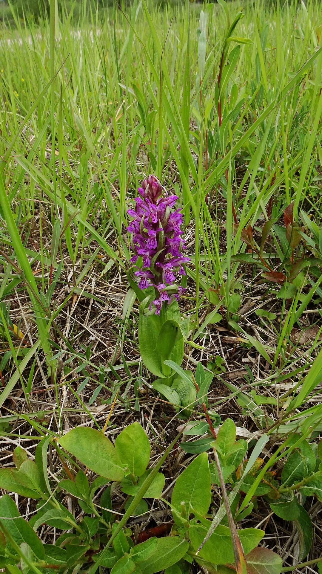 Dactylorhiza incarnata (L.) Soó resmi