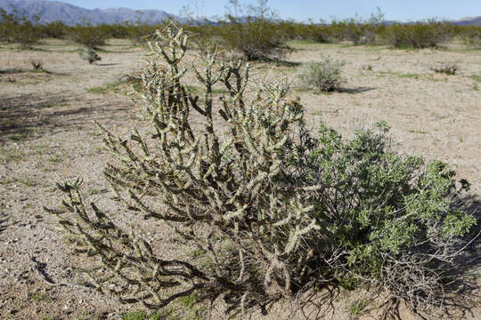 Image of branched pencil cholla