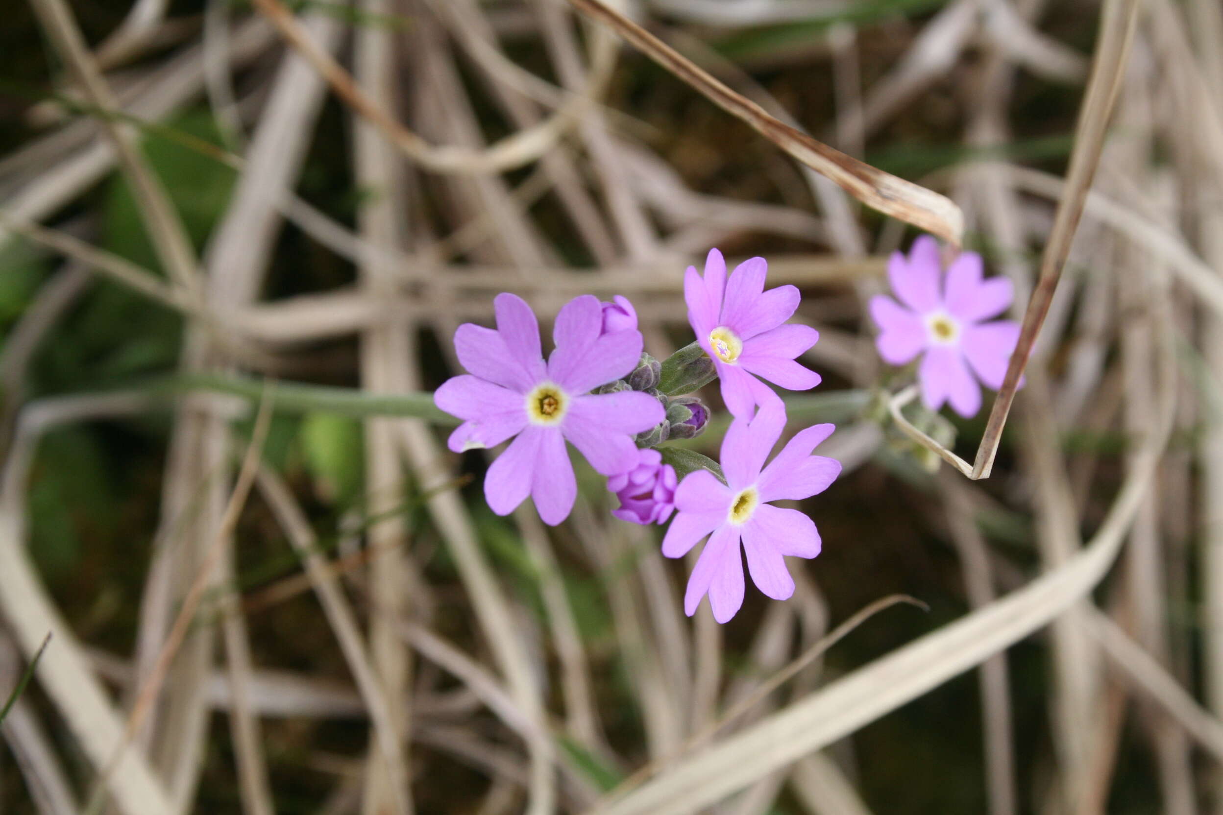 Plancia ëd Primula farinosa L.