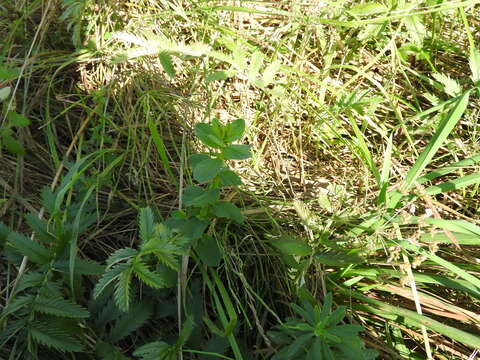 Image of spotted St. Johnswort