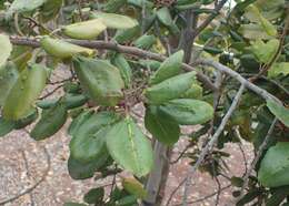 Rhamnus glandulosa Ait. resmi