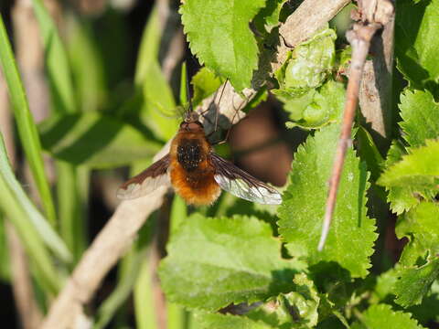 Image of Large bee-fly