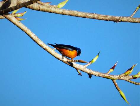 Euphonia elegantissima (Bonaparte 1838)的圖片