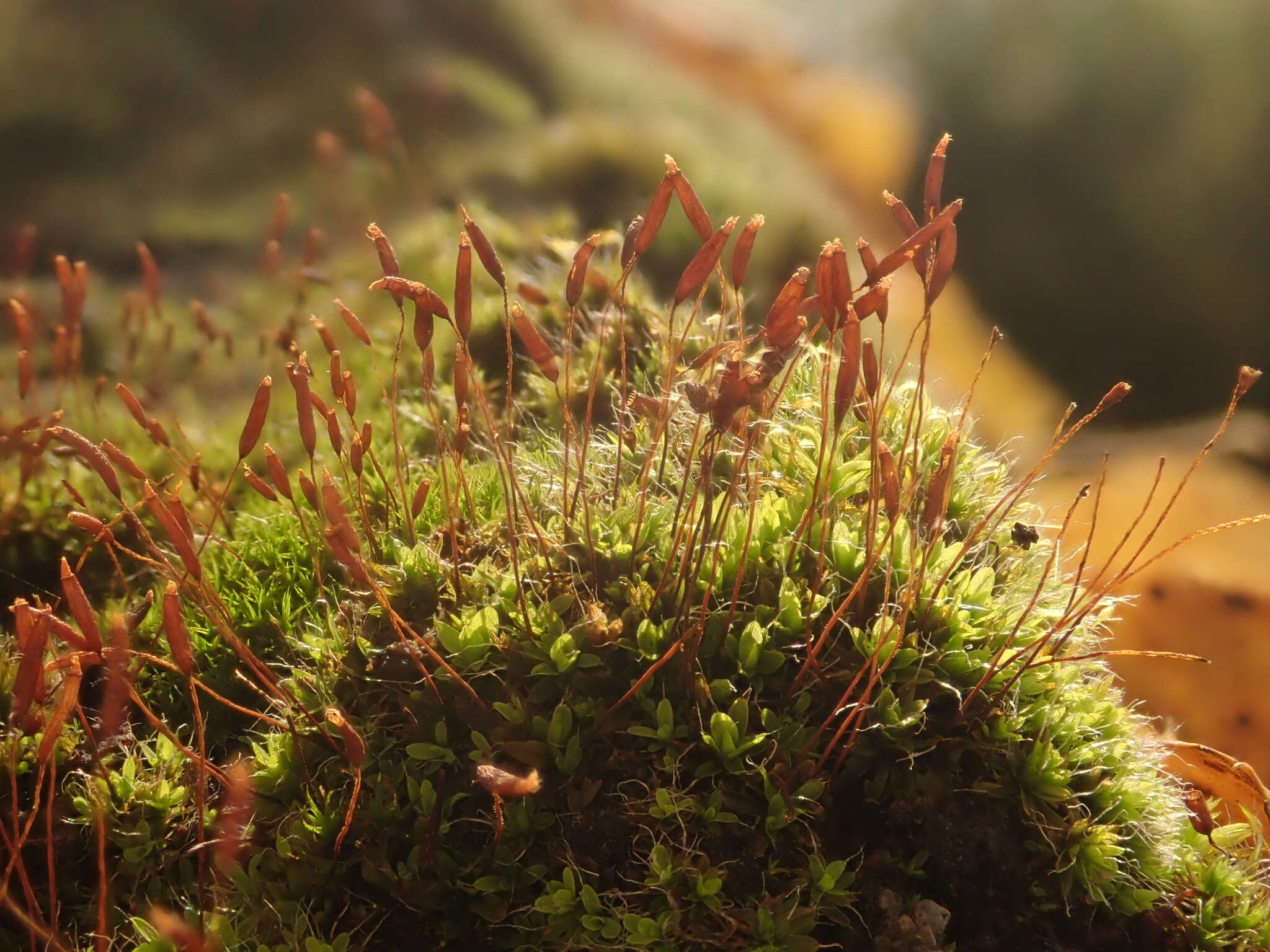 Image of tortula moss