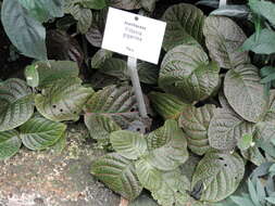 Fittonia gigantea Linden resmi