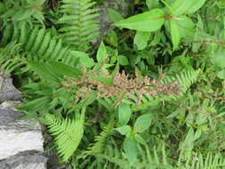 Image of Common Nettle