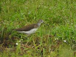 Image of Green Sandpiper