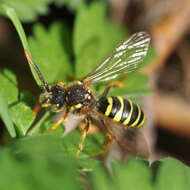 Image of Nomada goodeniana (Kirby 1802)