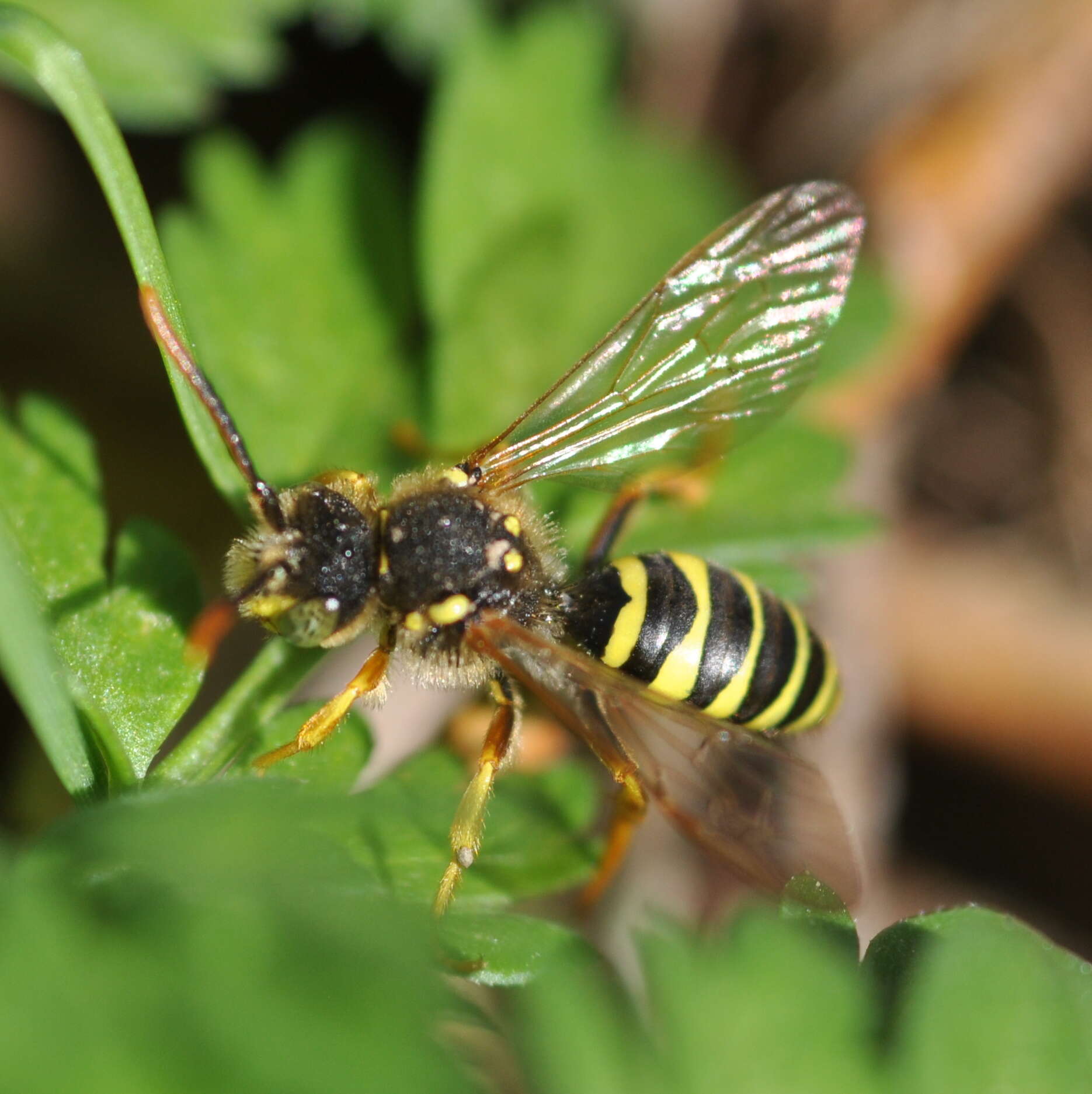 Image of Gooden's Nomad Bee