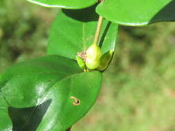 Image of Canthium angustifolium Roxb.