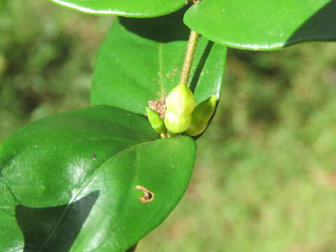 Image of Canthium angustifolium Roxb.