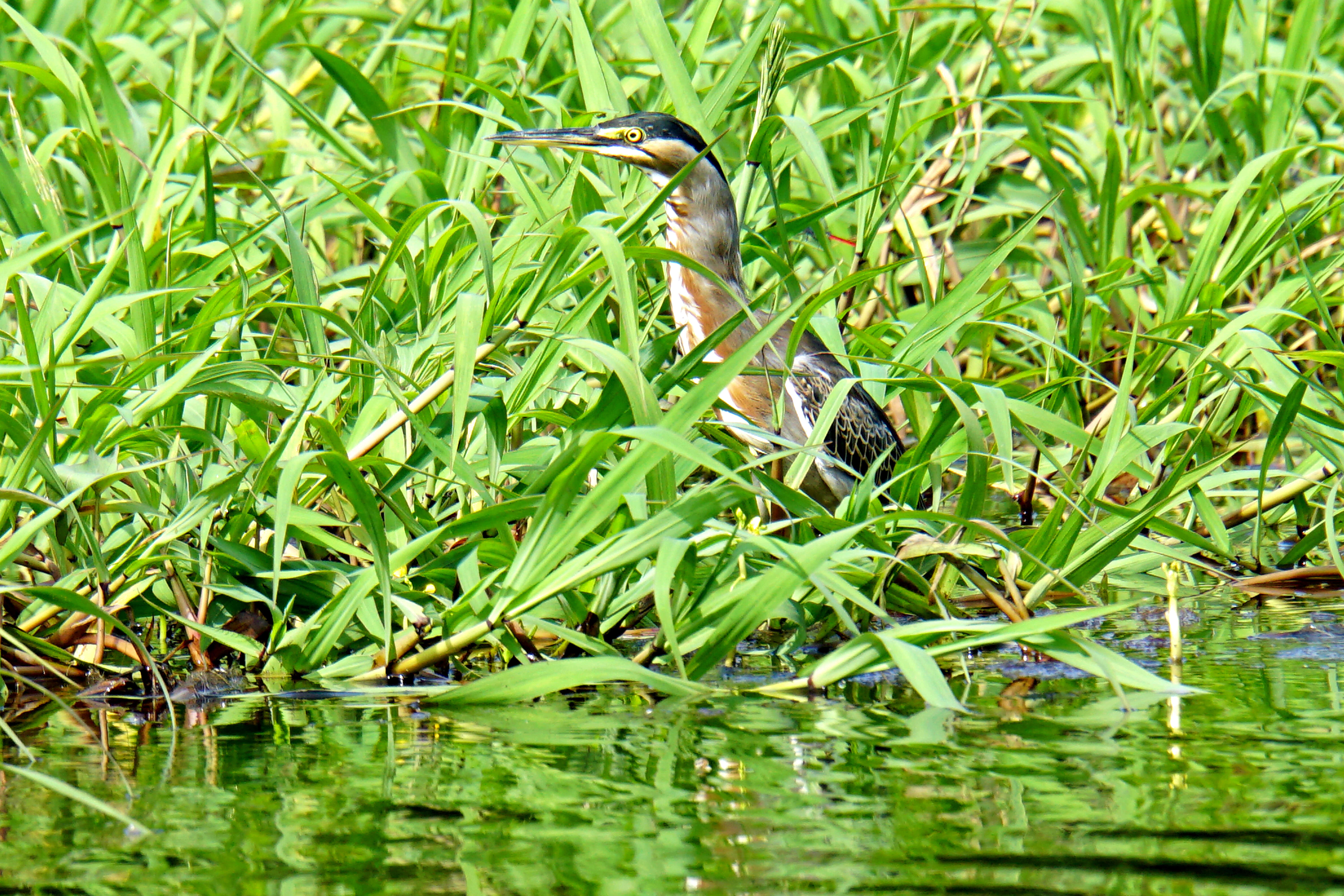 Image of Cocoi Heron