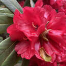 Image of Rhododendron facetum I. B. Balf. & Kingdon-Ward