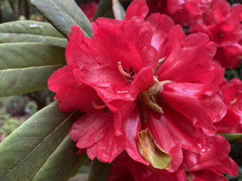 Imagem de Rhododendron facetum I. B. Balf. & Kingdon-Ward