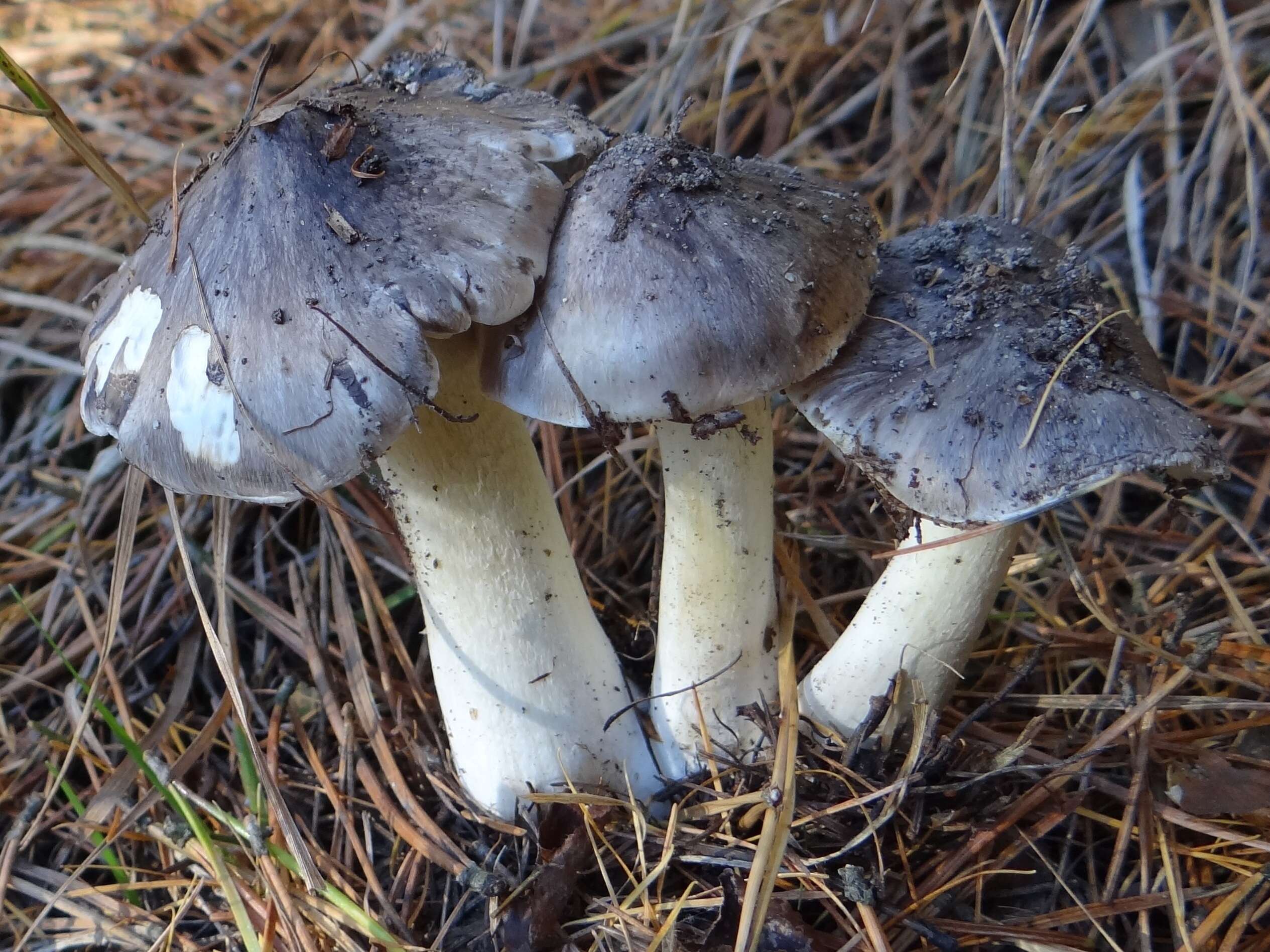 Imagem de Tricholoma portentosum (Fr.) Quél. 1873