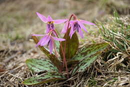 Image of Dog tooth lily