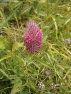 Image of Red Trefoil