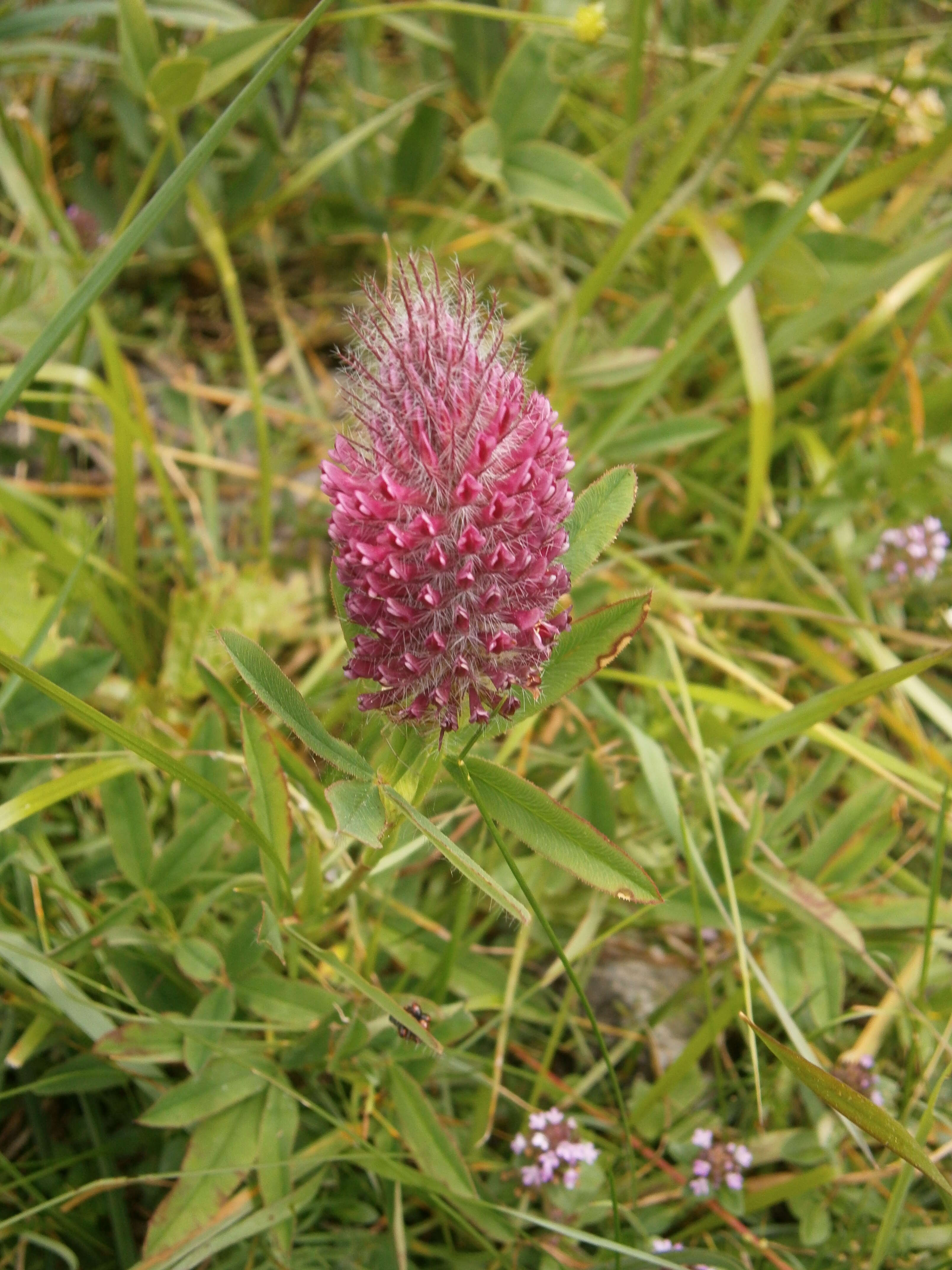 Image of Red Trefoil