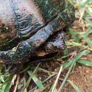 Image of Mexican Mud Turtle