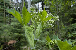 Plancia ëd Heracleum sphondylium subsp. montanum (Schleicher ex Gaudin) Briq.