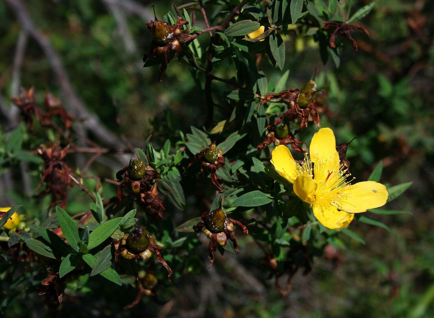 Image of Hypericum revolutum Vahl