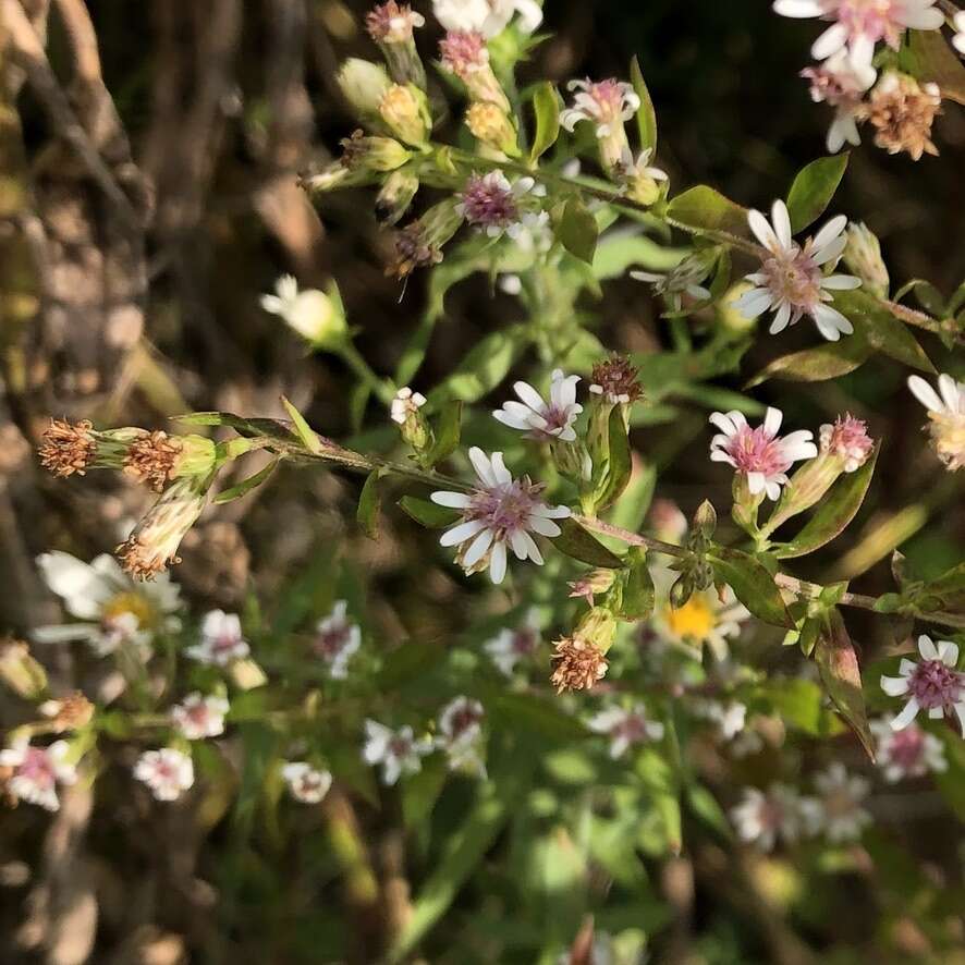 Image of calico aster