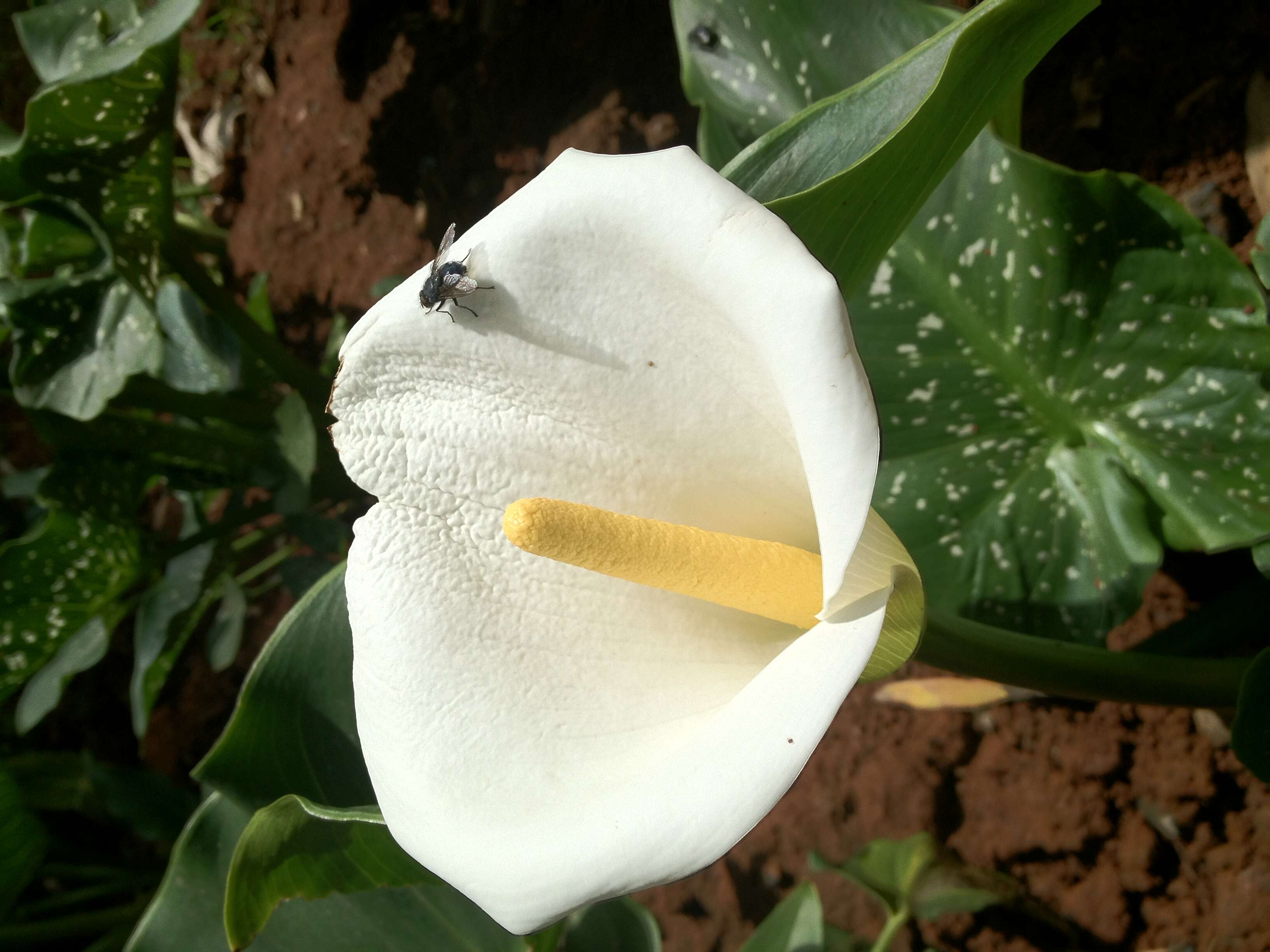 Image of spotted calla lily