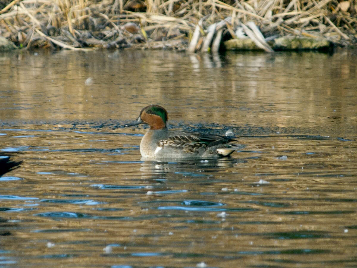 Image of Green-winged Teal