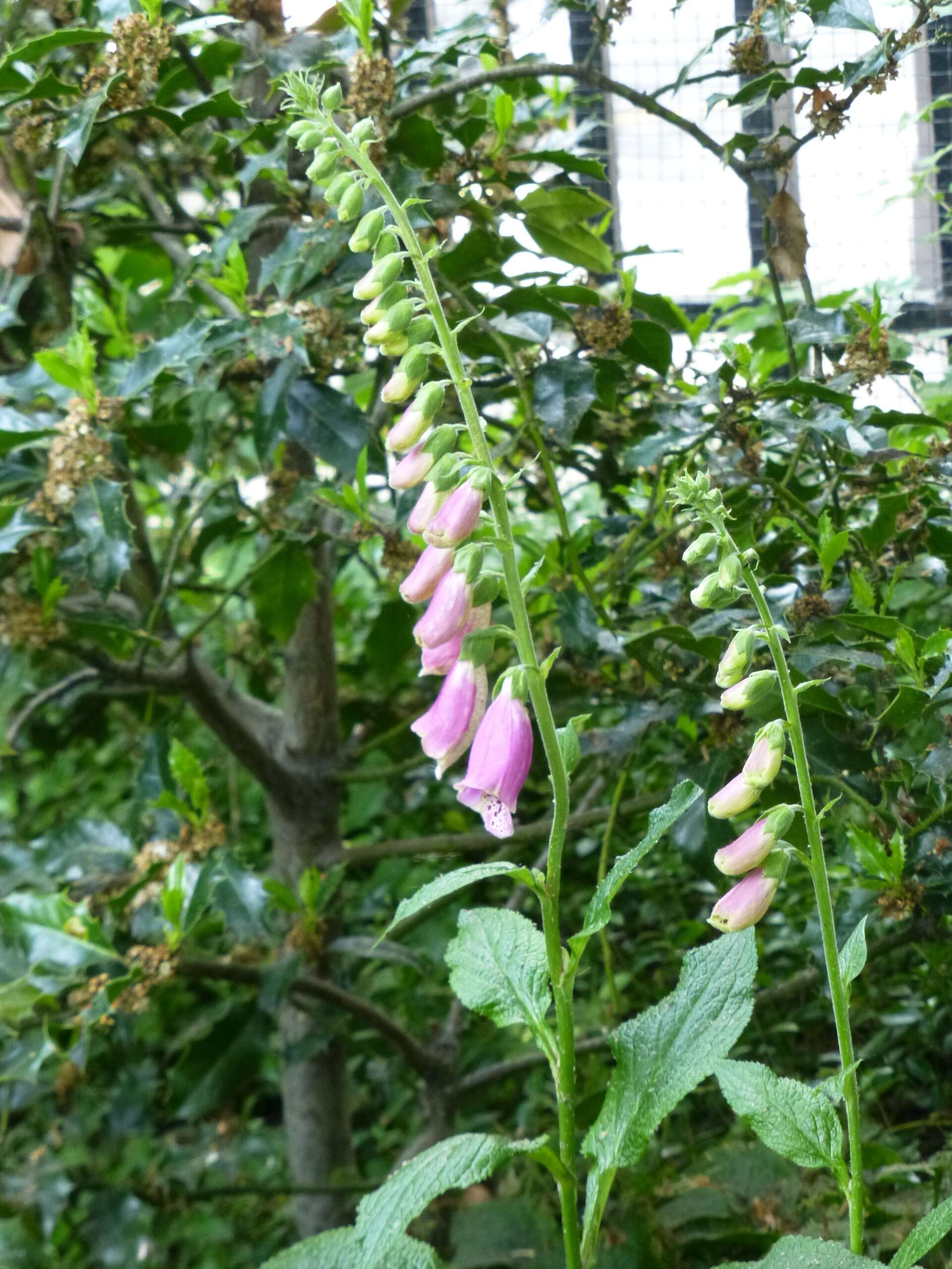 Imagem de Digitalis purpurea L.