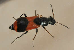 Image of Anthocomus equestris